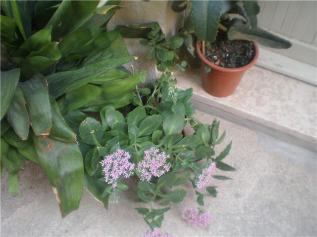 Sedum spectabile